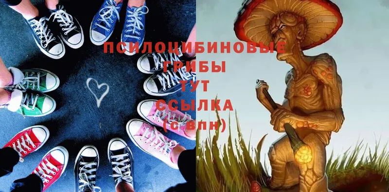 Псилоцибиновые грибы Psilocybe  купить наркоту  Новозыбков 