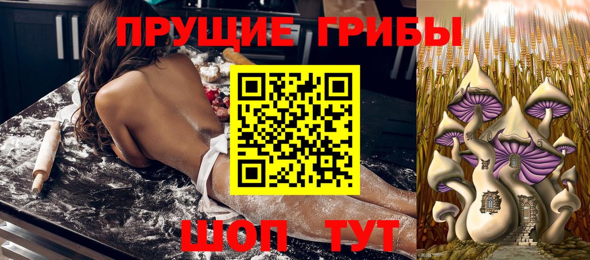 Псилоцибиновые грибы Cubensis Новозыбков